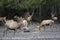 Many deers with big antlers eating at feeding place in bavarian forest