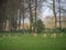 Many deers in the park