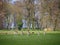 Many deers in the park