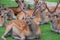 Many deers resting on a grass lawn in a park in Nara