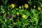 Many delicate fresh vivid yellow flowers of Jerusalem artichoke plant, commonly known as sunroot, sunchoke, or earth apple,