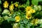 Many delicate fresh vivid yellow flowers of Jerusalem artichoke plant, commonly known as sunroot, sunchoke, or earth apple, beauti