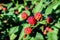 Many delicate small red fruits of blackberry bush in direct sunlight, in a garden in a sunny summer day, beautiful outdoor floral