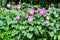 Many delicate vivid pink flowers of morning glory plant in a a garden in a sunny summer garden, outdoor floral background