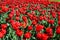 Many delicate vivid red tulips in full bloom in a sunny spring garden, beautiful outdoor floral background photographed with soft