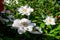 Many delicate white clematis flower, also known as traveller\\\'s joy, leather flower or vase vine, in a sunny spring garden,