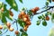 Many delicious ripe apricots on tree