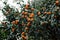 Many delicious tangerine fruits on the succulent green leaves tree