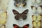 Many different beautiful exotic butterflies on background