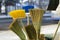 Many different brooms and floor brushes for sale