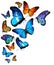 Many different butterflies flying