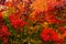 Many Different Colors of vibrant Fall Leaves on the same tree - background