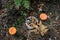 Many different edible mushrooms: white, moss, parasol in a bucket in a pine woods and inedible poisonous mushrooms. Edible