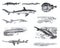 Many different Fish collection like sharks, zygaena malleus, pristis antiquerum, lepidosteus osseus, squalus carcharias, torpedo m