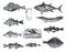 Many different Fish collection like thuna or thynnus vulgaris, perca fluviatl`s, acerina cernua, gadus morrhua, exocoetus volitans