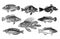 Many different Fish in collection from old Antique illustration from Brockhaus Konversations-Lexikon 1908