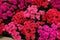 Many different kalanchoe plants with beautiful flowers, closeup