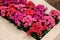 Many different kalanchoe plants with beautiful flowers in wooden planter, closeup