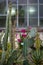 Many different large long green cacti growing in the ground