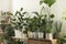 Many different potted houseplants near white wall indoors