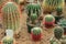 Many different prickly cacti