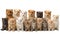 Many different puppies canine kittens isolated on a background purebred advertising