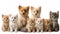 Many different puppies canine kittens isolated on a white background purebred advertising