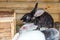 Many different small feeding rabbits on animal farm in rabbit-hutch, barn ranch background. Bunny in hutch on natural eco farm.