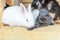 Many different small feeding rabbits on animal farm in rabbit-hutch, barn ranch background. Bunny in hutch on natural eco farm.