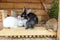 Many different small feeding rabbits on animal farm in rabbit-hutch, barn ranch background. Bunny in hutch on natural eco farm.