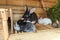 Many different small feeding rabbits on animal farm in rabbit-hutch, barn ranch background. Bunny in hutch on natural eco farm.