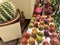 many different a small multicolored cacti in flower pots as indoor