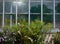 Many different summer greens and flowering plants on the background of the window