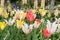 Many different varieties of brightly colored tulips, California