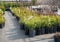 Many different young green coniferous and fruit plants in pots in a nursery garden