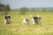 Many dog run and play with a ball in a meadow. A pack of Jack Russell Terriers pets