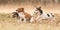 Many dogs run and play with a ball in a meadow in autumn- a pack of Jack Russell Terriers