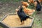 Many domestic chickens eat food, Chicken Flock