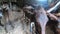 Many donkeys standing in livestock shed. Donkey muzzle close-up. Cattle corral.