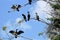 Many Double Crested Cormorants sitting in a tree