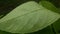 Many droplet on a lemon leaf