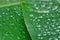 Many droplets on banana leaves for background texture