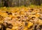 Many dry yellow maple leaves background flora close-up, autumnal