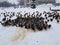 Many ducks eat in the snow