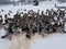 Many ducks eat in the snow