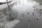 Many ducks swim in a pond by winter. Cold weather, snow falling. Snelli pond, Toompark, Tallinn, Estonia. January 2021