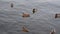 Many ducks swim in the river and look for food. Migration of migratory birds. Protection of animals.