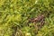 Many earthworms on green grass, closeup. Space for text
