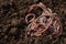 Many earthworms on wet soil, closeup. Space for text