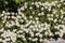 Many edelweiss flowers - Engadine valley St Moritz Switzerland